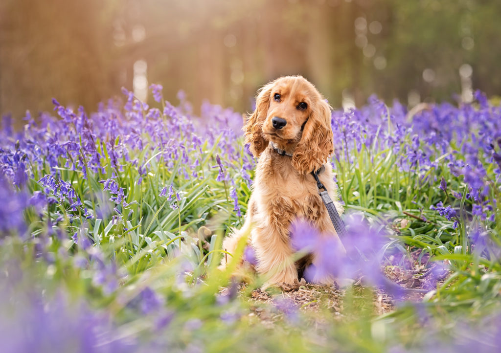 flower field puppy photoshoot idea