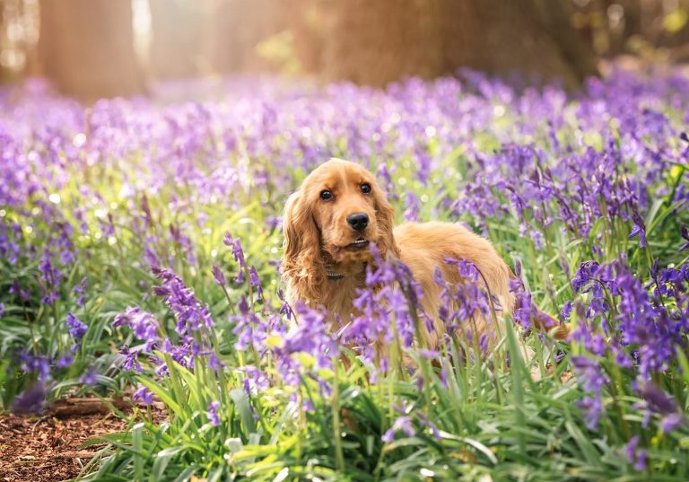 Dog portraits