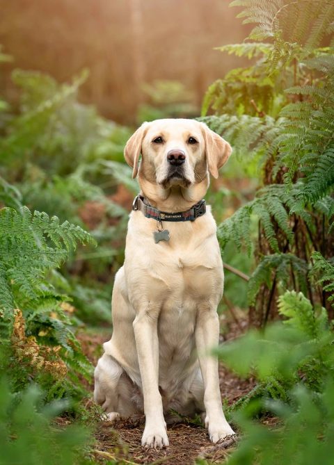 Dog photoshoot