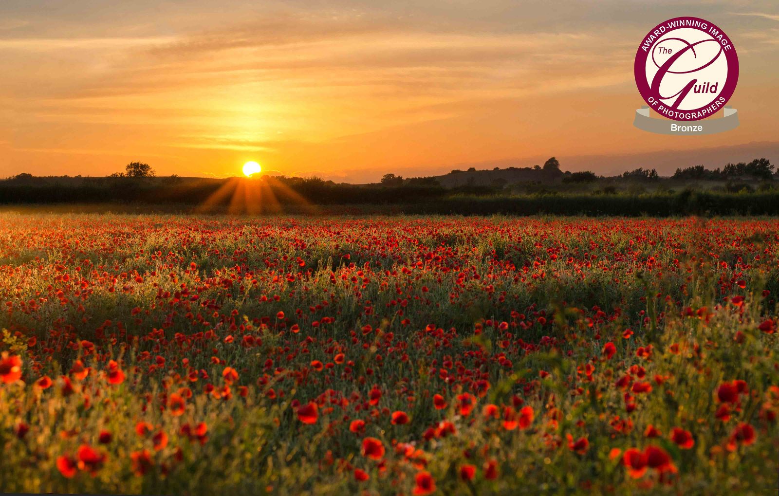 Beautiful poppies in the summer